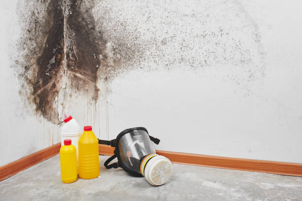 Best Mold Damage Repair  in Plant City, FL